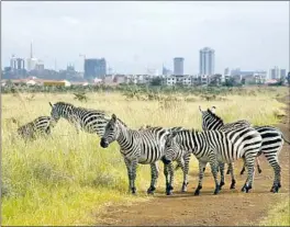  ?? Khalil Senosi Associated Press ?? WILD ANIMALS and humans are living in closer proximity in some places. Zebras, lions and rhinos roam six miles from downtown Nairobi.