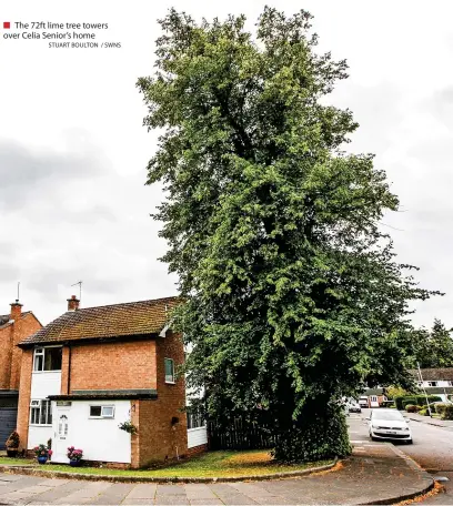  ?? STUART BOULTON / SWNS ?? ■ The 72ft lime tree towers over Celia Senior’s home