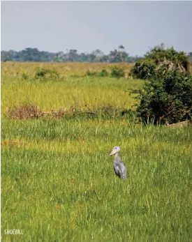  ??  ?? SHOEBILL