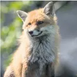  ??  ?? Figures show Cheshire has one of the highest rates for illegal fox hunting