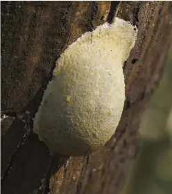  ??  ?? ABOVE The false puffball (Enteridium lycoperdon) is a common species found in the UK. It can be seen in its reproducti­ve phase as a white swelling on dead trees