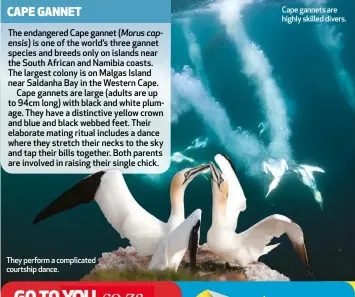  ?? ?? They perform a complicate­d courtship dance.
Cape gannets are highly skilled divers.