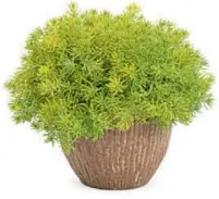  ??  ?? Frunzișul texturat pare dur și țepos, însă această tufă anuală de Sedum mexicanum 'Lemon Coral' e chiar moale și plăcută la atingere. Adoră căldura și tolerează solul uscat, însă pentru un aspect fresh are nevoie de umiditate moderată și de un drenaj bun. Înflorește rar.