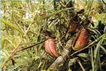  ??  ?? Upper pitchers and leaf attachment of N. cabanae growing in a Manobo tribal area of Mount Malimumu, Mindanao, Philippine­s. (Image courtesy of N.E. Lagunday.)