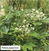  ?? ?? Fatsia japonica