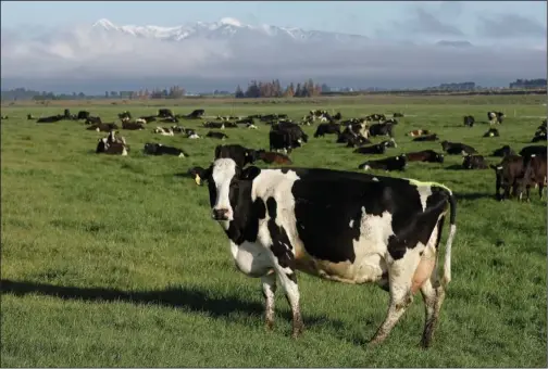  ?? (File Photo/AP/Mark Baker) ?? Dairy cows graze Oct. 8, 2018, on a farm near Oxford, New Zealand.