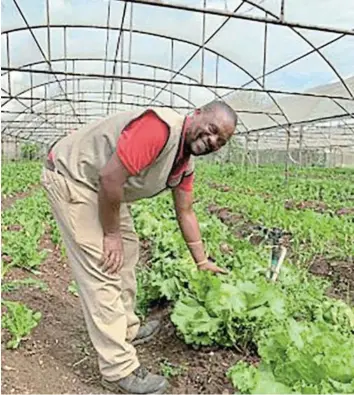  ?? / VUK ’ UZ E N Z E L E ?? The food hub produces spinach, spring onion, tomato, sugar cane, rosemary, sage and geranium.