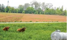  ?? Foto: Julia Arnold ?? „Heidi“und „Nora“sind zwei schottisch­e Hochlandri­nder und Teil der Hobby Land wirtschaft von sechs jungen Männern.