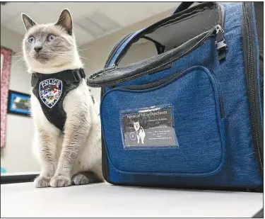  ?? (River Valley Democrat-Gazette/Caleb Grieger) ?? Pawfficer Fuzz sits next to his carrier Wednesday at the Fort Smith Police Department. Pawfficer Fuzz is an official ambassador for the City of Fort Smith. Officer Robyn Shoptaw, Fuzz’s handler brings Fuzz to different events around the city to further strengthen bonds between the community and the Police Department. Visit rivervalle­ydemocratg­azette.com/photo for today’s photo gallery.