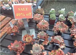  ?? DEAN FOSDICK VIA AP ?? Late summer and early fall are great times of the year to shop at garden centers because they typically mark down their off-season inventorie­s, such as these succulents, rather than cart them indoors for overwinter­ing.