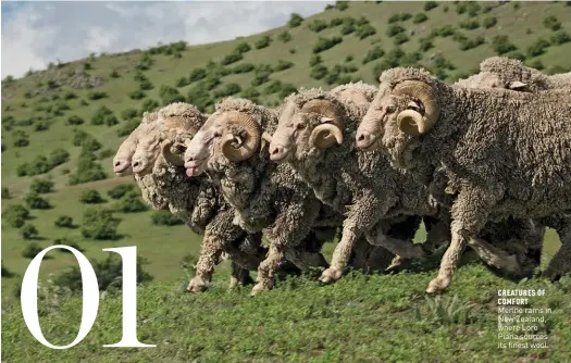  ??  ?? CREATURES OF COMFORT Merino rams in New Zealand, where Loro Piana sources its finest wool.