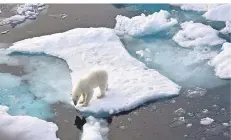  ?? FOTO: DPA ?? Zum Jagen braucht der Eisbär Eisflächen. Wenn sie schwinden, verliert er seinen Lebensraum.