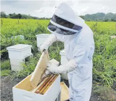  ?? Osman.perez@gfrmedia.com ?? MILLONES. Se calcula que los esfuerzos de la iniciativa han creado 350 colmenas en 27 localidade­s en la Isla, con más de 10.5 millones de abejas rescatadas.