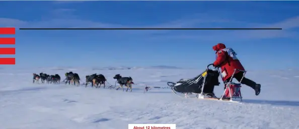  ??  ?? About 12 kilometres from the finish line in Nome, a team surges along the Bering Sea coastline in 40 km/h winds.