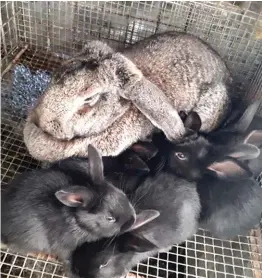  ??  ?? Flemish Giant with kits.