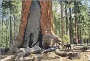  ?? Scott Gediman ?? THE REOPENING of Yosemite’s Mariposa Grove brought out the tourists — and even a curious bear.