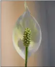  ??  ?? Peace lily is ideal indoors as it will also purify the air.