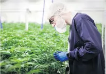  ?? JEFF MCINTOSH/THE CANADIAN PRESS ?? Producers like Sundial Growers, in Olds, have seen their inventorie­s rapidly depleted since legalizati­on.