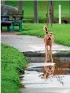  ?? PHOTO: SALLY JACKSON ?? A dog enjoys a stroll by itself at the Taylor River Reserve in Blenheim. (File photo)