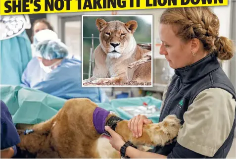  ??  ?? BIG PATIENT: Werribee Zoo’s 18-year-old lioness Jarrah undergoes surgery to remove a malignant tumour.