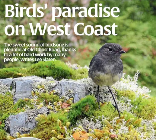  ?? BENNETTAND­SLATER.CO.NZ ?? Riders and walkers are likely to encounter friendly kakaruwai, or the South Island robin, on their journey.