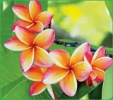  ??  ?? Spy beautiful pink plumeria flowers that bloom in the island’s lush rain forest