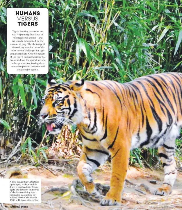  ??  ?? A lone Bengal tiger (Panthera tigris tigris) stalks stealthily down a bamboo trail. Bengal tigers are the most numerous of the five remaining tiger subspecies, accounting for at least 2500 of the world’s 3900 wild tigers. (Gregg Yan)