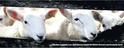  ??  ?? > Studies suggest a no-deal Brexit would hit Welsh farmers particular­ly hard