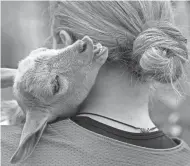  ?? ?? Roo, the Highland softball team’s unofficial team mascot, nibbles on the hair of Hornets left fielder Lily Horton before a game.