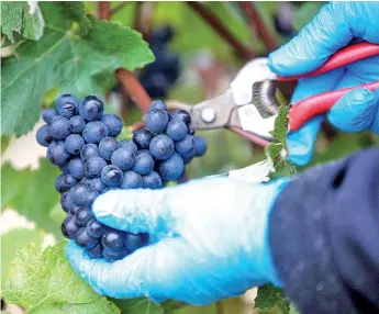  ?? — Bloomberg photo ?? An employee picks grapes from a vineyard in Britain.