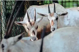  ??  ?? Mother Arabian Oryx gave birth to five babies this year