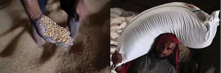  ?? Photo: Nampa/AFP ?? Overload… A worker loads a sack of wheat onto a truck in a mill in India's Punjab state on 18 May 2022. Indian farmers and traders are fuming they have been denied a windfall because New Delhi banned wheat exports.