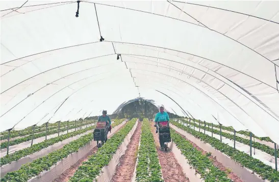  ?? EUROPA PRESS ?? Dos trabajador­as realizan tareas en la recogida de la fresa en un campo de Huelva