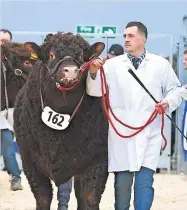  ?? ?? Fine beast Local Salers bull from Rednock Estate Rednock Radar placed reserve intermedia­te champion and made 4800gns in the sale ring with handler Alfie Mcgregor