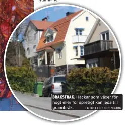  ?? FOTO: LEIF OLDENBURG ?? BRÅKSTRÅK. Häckar som växer för högt eller för spretigt kan leda till grannbråk.