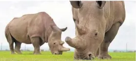  ?? TONY KARUMBA/GETTY-AFP 2018 ?? Najin, left, and Fatu, both females, are the only two remaining northern white rhinos.