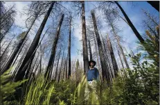  ?? BRIAN VAN DER BRUG/LOS ANGELES TIMES ?? Ecologist Chad Hanson stands in a Rim Fire snag forest regenerati­ng on its own with ferns, wildflower­s and young trees, providing habitants for birds, mammals and insects in the Stanislaus National Forest on May 30.