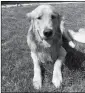  ?? HELEN AVERY VIA AP ?? THIS UNDATED PHOTO PROVIDED by Helen Avery show family golden retriever, Kenyon, in McMinnvill­e, Ore.