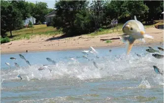  ??  ?? ILLINOIS: In this file photo, Asian carp, jolted by an electric current from a research boat, jump from the Illinois River near Havana, Illinois.