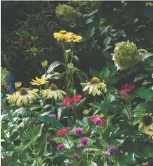  ?? ?? This corner of the flower bed was showing out in September with Limelight Prime hydrangea, Color Coded One in a Melon coneflower, Sunstar Red Pentas, Truffula Pink gomphrena and Rockin Playin the Blues salvia.