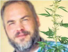  ?? FOTO: DPA ?? Timo Strohmenge­r mit einer Hanf-Pflanze (Cannabis). Strohmenge­r ist Sprecher des Cannabis Social Club Stuttgart.