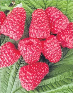  ??  ?? The Glen Carron raspberry variety “tastes great, looks great, stores well and can contribute to reducing waste”, according to JHL soft-fruit breeder Nikki Jennings.