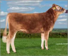  ?? ?? K Honey 300173 sold for the top price of 10,500gns