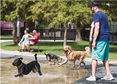  ?? Brett Coomer/Houston Chronicle via AP ?? ■ David Camp watches his dog, Lewis, play in the water Monday at Johnny Steele Dog Park in Houston. The park, which was heavily damaged by Hurricane Harvey, reopened for the first time since the storm.