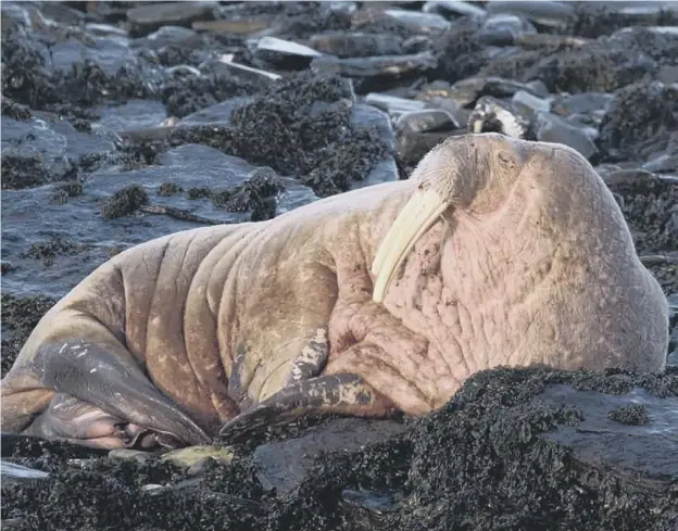  ?? PICTURE: RUSSELL NEAVE/SANDAY RANGER ?? The walrus, which arrived on Thursday night on North Ronaldsay and later moved to Sanday, is thought to have simply become lost