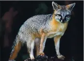  ??  ?? Gray fox