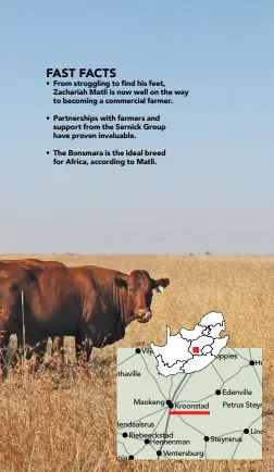  ??  ?? TOP RIGHT: Zacharia Matli (right) and his son Kgotso, who is passionate about farming, and wants to follow in his father’s footsteps.
ABOVE RIGHT:
The farm also has a 130-strong piggery. The pigs are taken to auction at about five months of age.