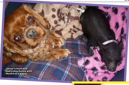  ??  ?? Janey’s mum and dad’s dog Sonny with Meeka as a piglet… Husband Dave wasn’t thrilled at the idea of one micro pig, let alone two huge porkers!