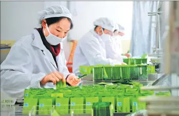  ?? LIU YONGZHEN / XINHUA ?? Workers pack organic oolong tea in Baoshan, Yunnan province.