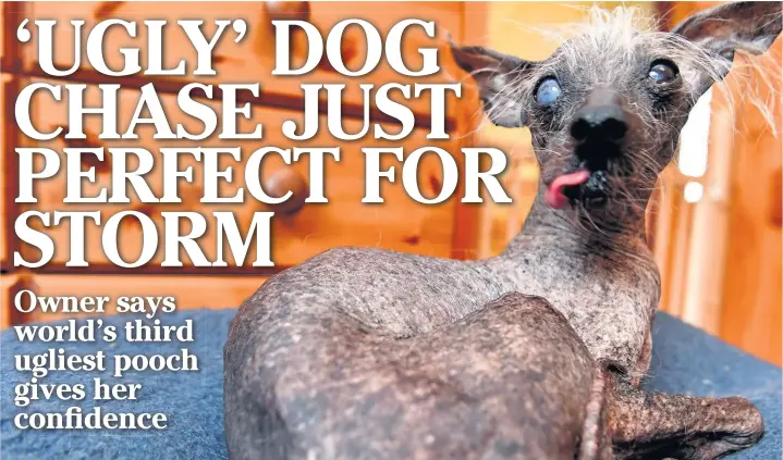  ?? JONATHAN MYERS ?? Storm Shayler’s Chinese crested dog Chase was awarded third place in the World’s Ugliest Dog competitio­n last year and helps Storm cope with post-traumatic stress disorder and social anxiety